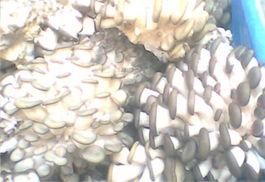 辉县薄壁吃瓜,夏日消暑新宠，口感独特引人品尝