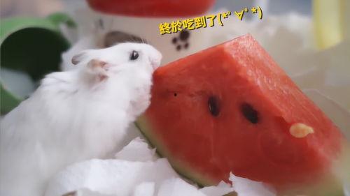 鹌鹑呢吃瓜,笑谈人间百态