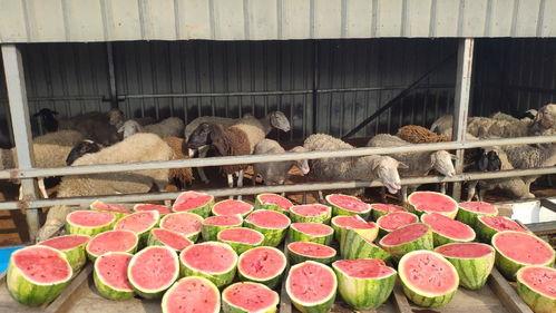 喂羊吃的瓜,喂羊瓜果香满园