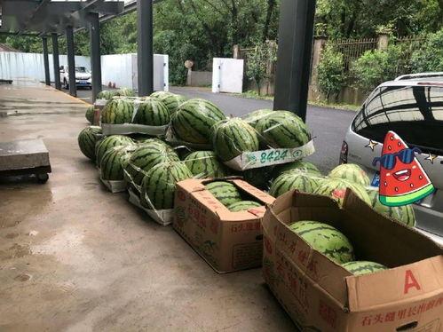 上海吃瓜犯法吗,吃瓜群众需知，吃瓜行为是否违法？