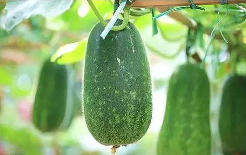 吃瓜神器说说,带你领略美食世界的无限魅力